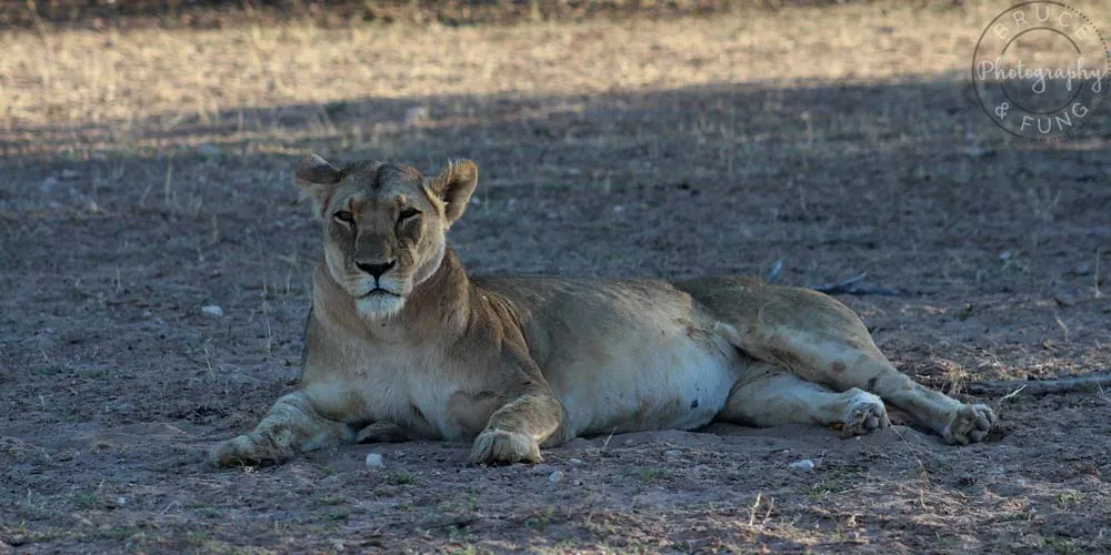 Relaxed Kalahari lioness in Kgalagadi