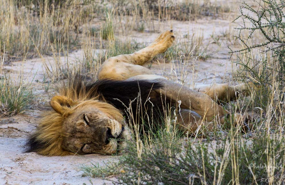 Black-maned Kalahari lion asleep in the heat at the Nossob gate