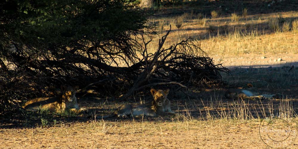 young lions in the shade in Kgalagadi