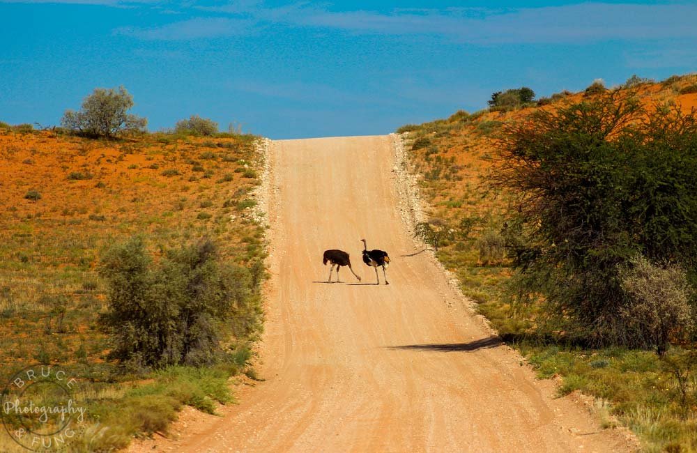 A pair of ostrich on the Dune Road