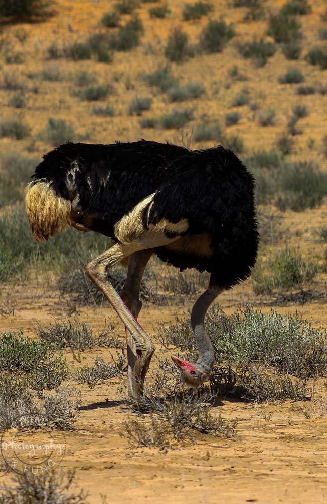 A Kgalagadi ostrich checking out its undercarriage