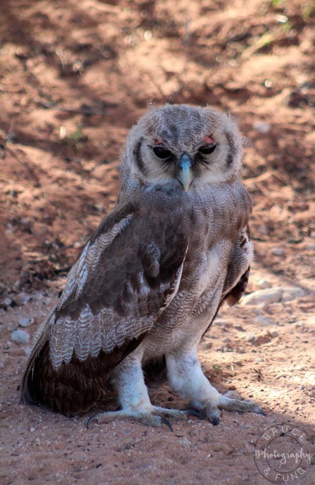 Juvenile Verreaux's eagle owl sitting on the roadside in Kgalagadi