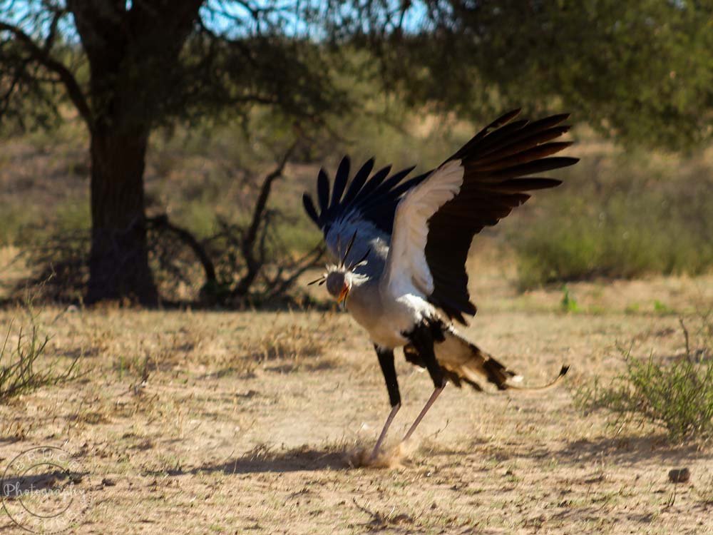 A hunting secretary bird in Kgalagadi