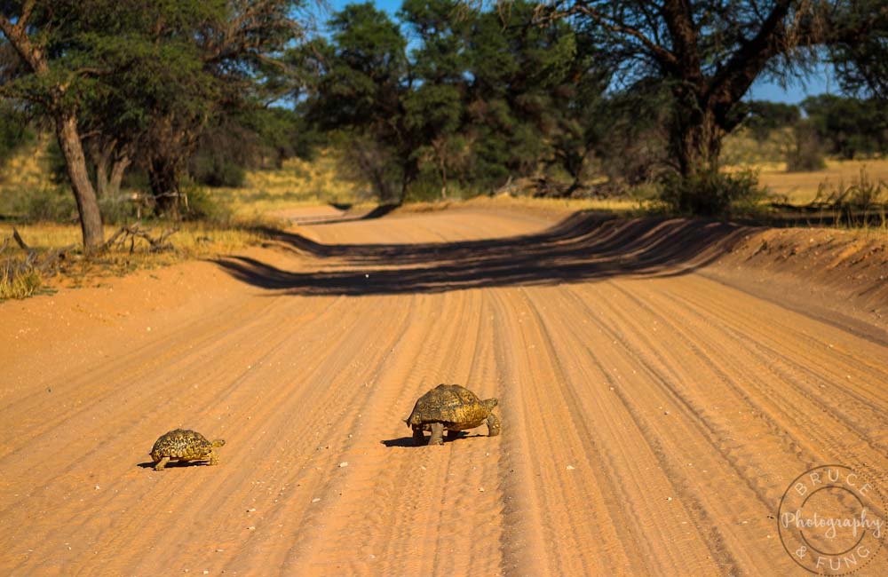 a tortoise pair crossing the Auob riverbed road, Kgalagadi
