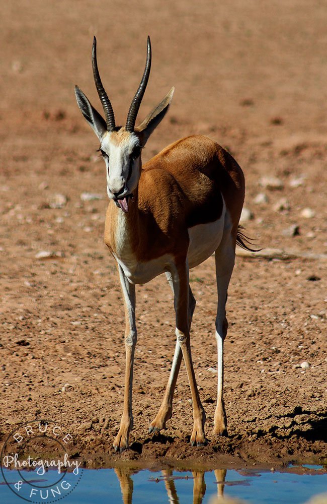 springbok sticking out its tongue in Kgalagadi