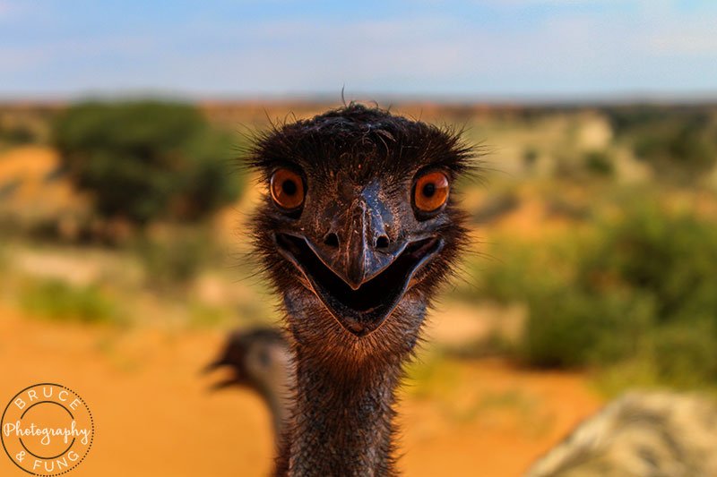 Emu in the Kalahari at Kgalagadi Lodge