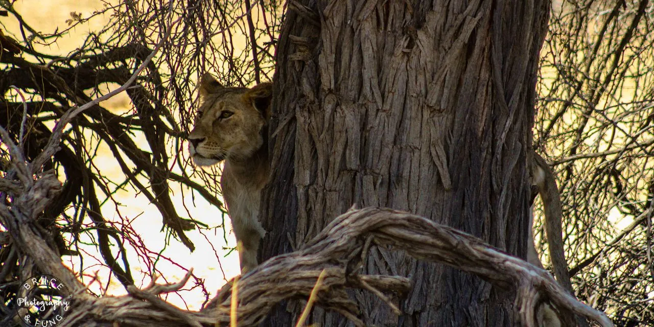 Kgalagadi Pt. 2: Kalahari Dreaming