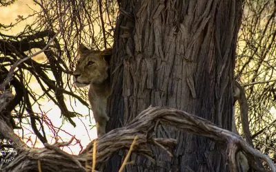 Kgalagadi Pt. 2: Kalahari Dreaming