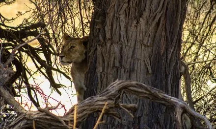 Kgalagadi Pt. 2: Kalahari Dreaming