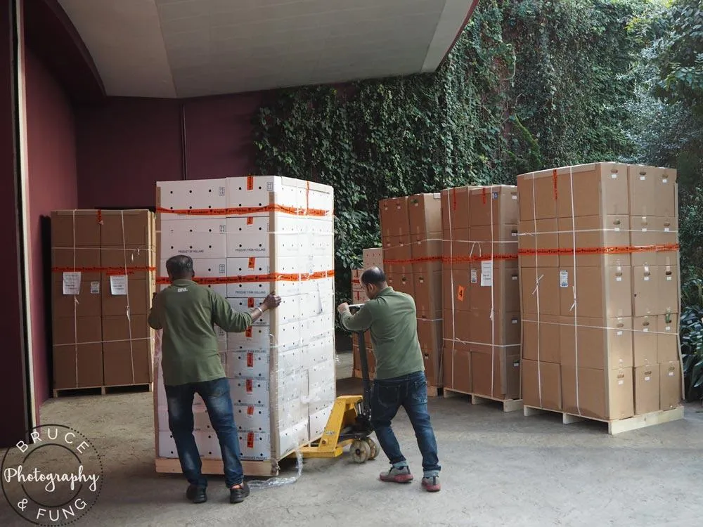 pallets of replacement tulips