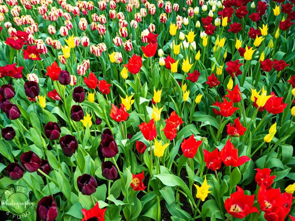 tulip varieties in the Flower Dome