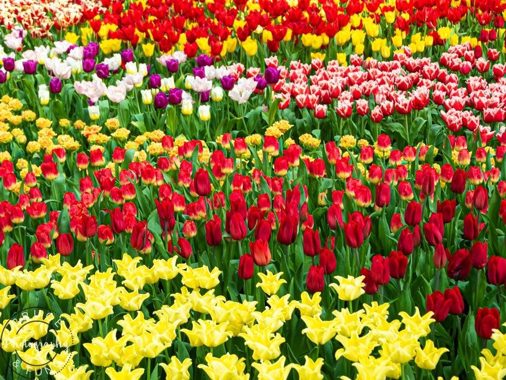 tulip varieties in the Flower Dome