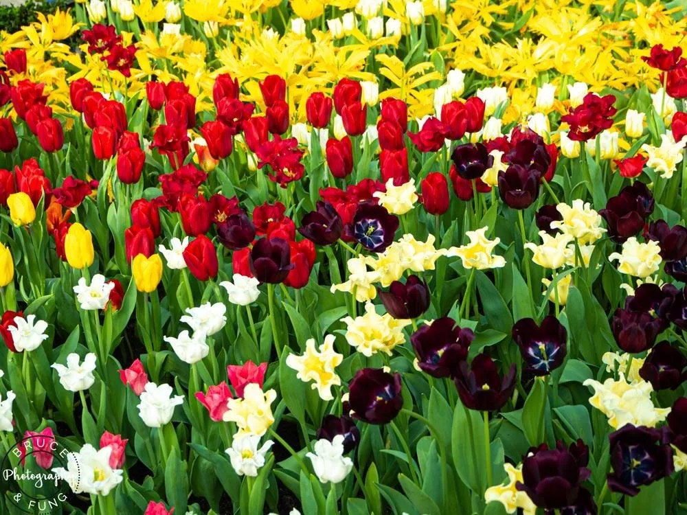 tulip varieties in the Flower Dome