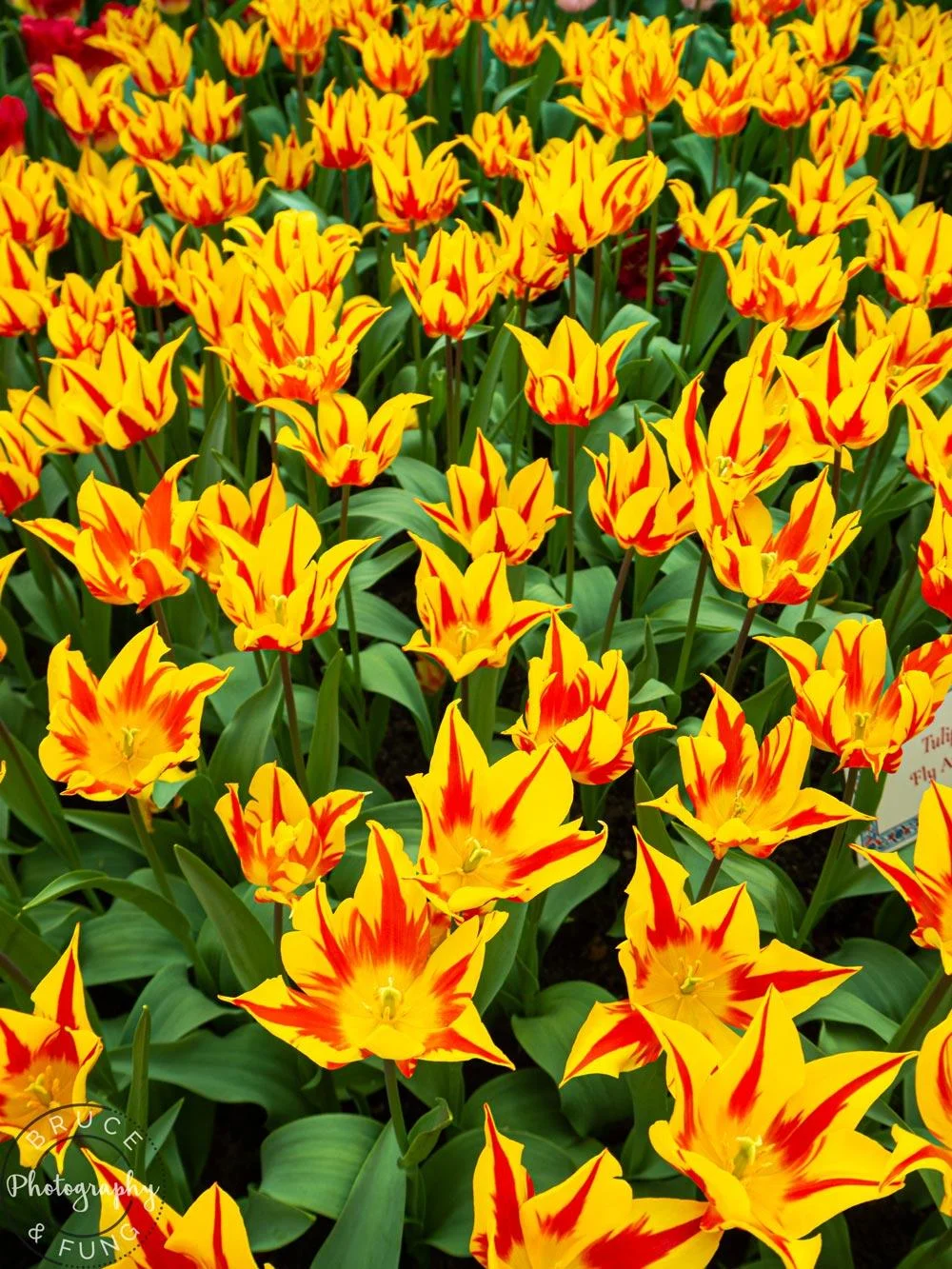 floral beauty in the Flower Dome