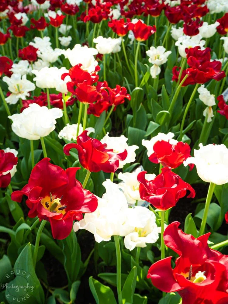 traditional Turkish tulip varieties