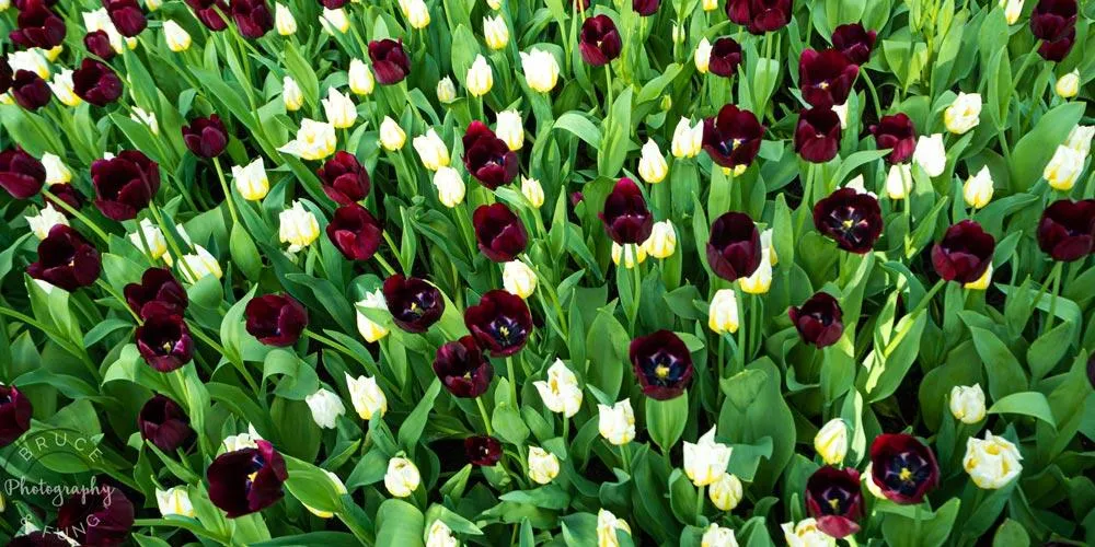 more traditional tulip varieties