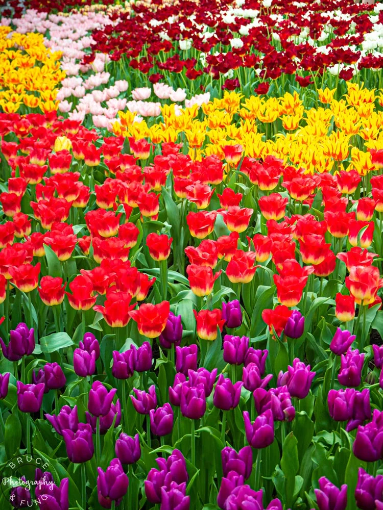 tulip varieties in the Flower Dome