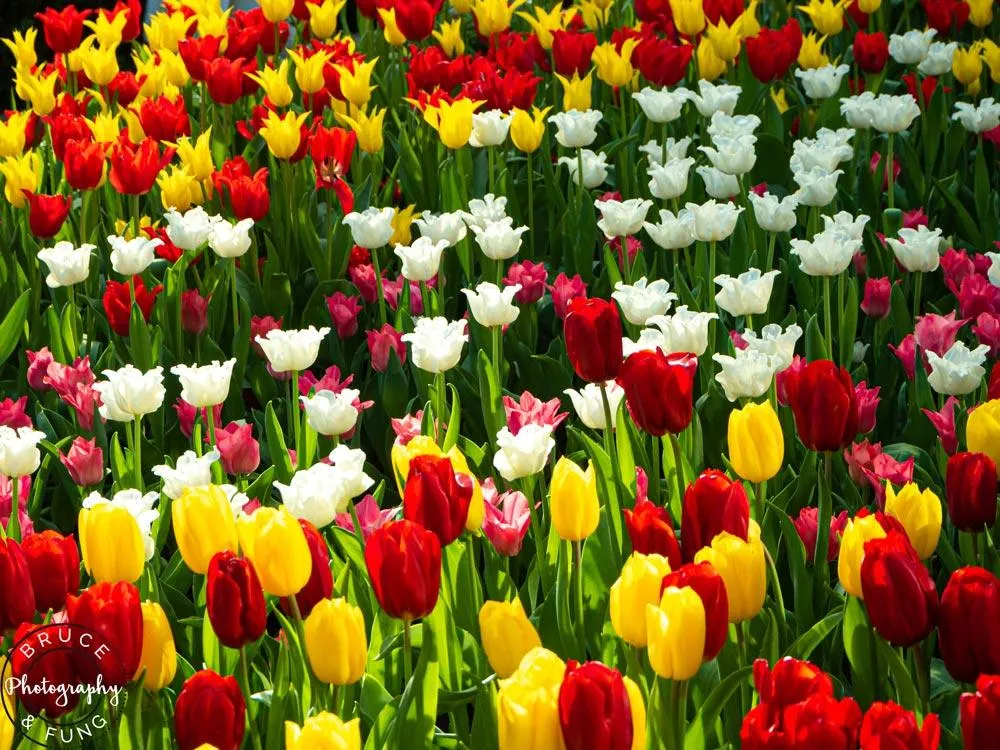 Tulipmania in the Flower Dome
