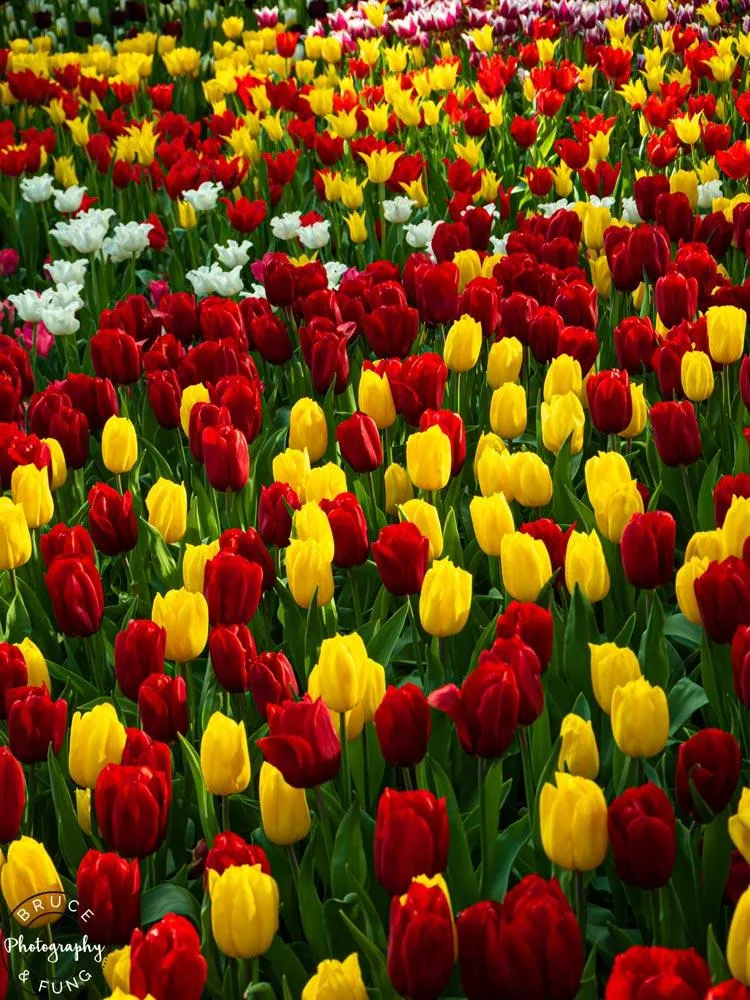 tulip varieties in the Flower Dome