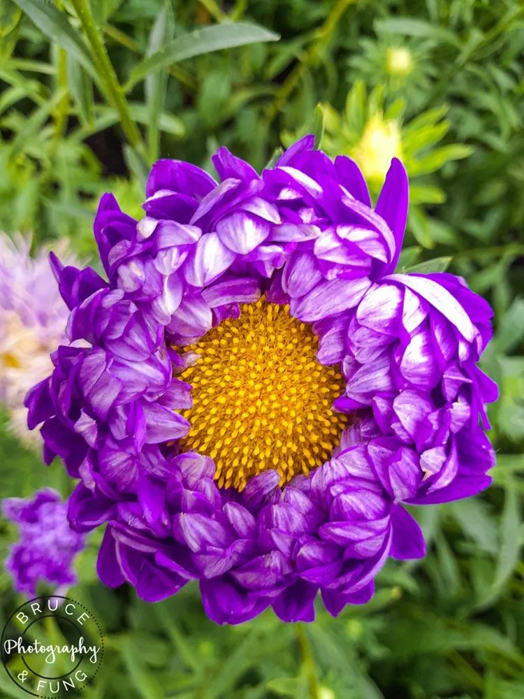 floral beauty in the Flower Dome